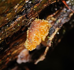 Neobarya agaricicola