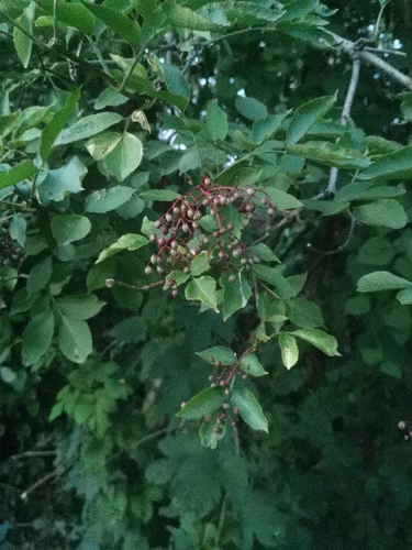 European black elderberry