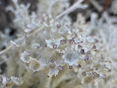 Cladonia boryi