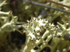 Cladonia boryi