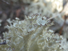 Cladonia boryi