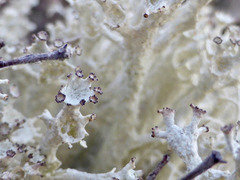 Cladonia boryi