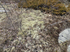 Cladonia boryi