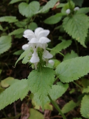 Lamium flexuosum