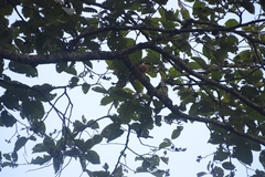 Heterophasia capistrata