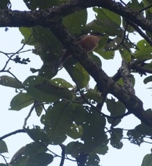 Heterophasia capistrata