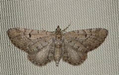 Eupithecia intricata