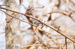 Polioptila albiloris