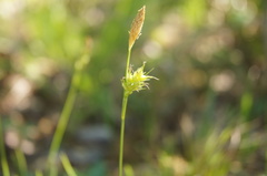 Carex michelii