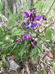 Lathyrus vernus