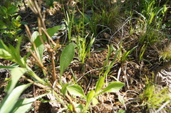 Carex michelii