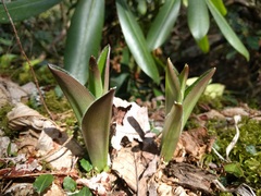 Clintonia umbellulata