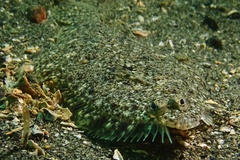 Citharichthys stigmaeus