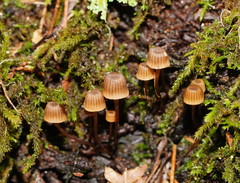 Mycena mamaku