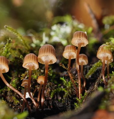 Mycena mamaku