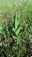 Himantoglossum hircinum