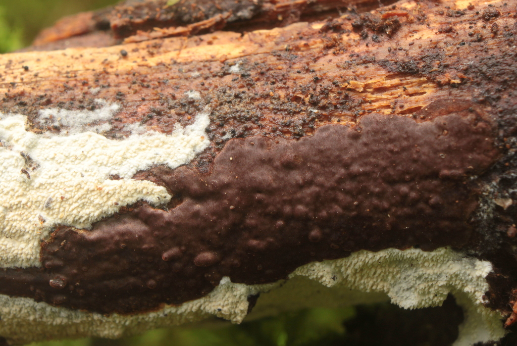 Hymenochaete fusca