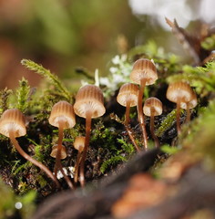 Mycena mamaku