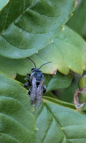 Megachile sidalceae