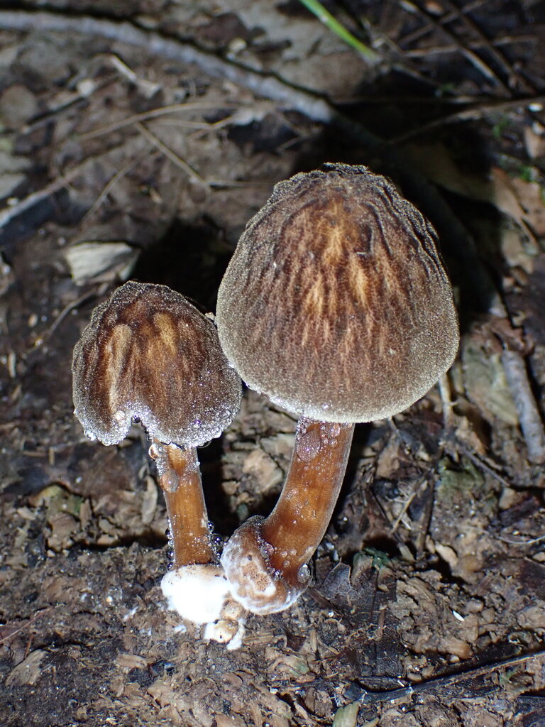 Pluteus granularis · August 2026 · photo: Photo: (c) Loopy30, some rights reserved (CC BY-SA) · iNaturalist