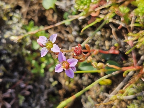 Sedum villosum, photograph 5