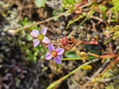 (c) Karl Palsson, some rights reserved (CC BY) Sedum villosum, photograph (c) Karl Palsson, some rights reserved (CC BY)
