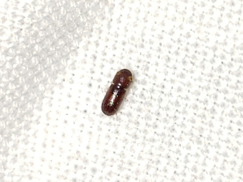 Pityoborus