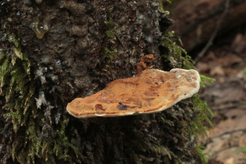 Inonotus leporinus, 2026-08-15