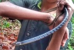 Dendrelaphis caudolineolatus