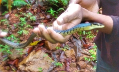 Dendrelaphis caudolineolatus
