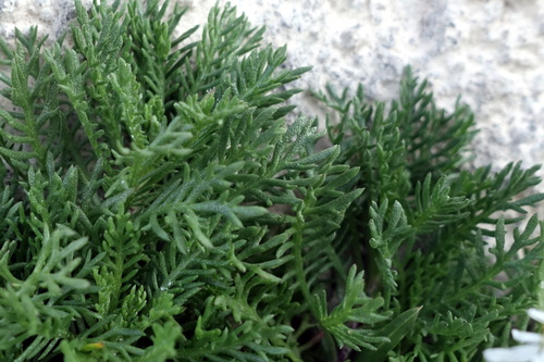 Achillea erba-rotta, photograph 2