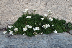 Achillea erba-rotta, photograph (c) Wolfgang Jauch, some rights reserved (CC BY)