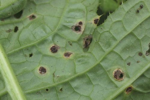Puccinia cnici-oleracei, 2026-08-15