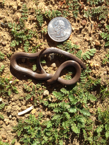 iNaturalist observation photo of Common Sharp-tailed Snake