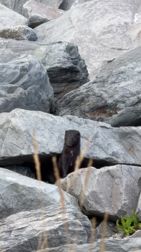 American Mink