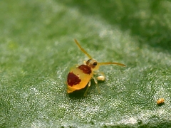 Deuterosminthurus bicinctus