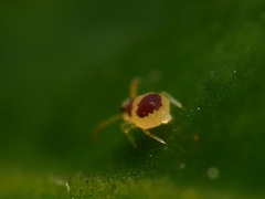 Deuterosminthurus bicinctus