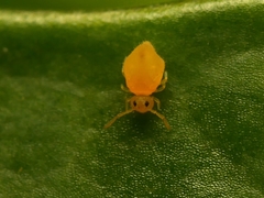 Deuterosminthurus pallipes