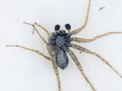Pardosa falcata