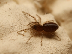 Segestria senoculata