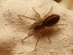 Segestria senoculata