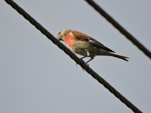 Eurasian Linnet