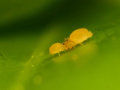 Deuterosminthurus pallipes