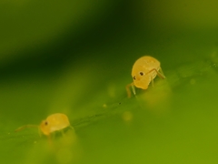 Deuterosminthurus pallipes