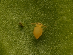 Deuterosminthurus pallipes