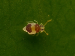 Deuterosminthurus bicinctus