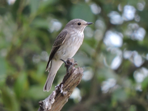 Spotted Flycatcher