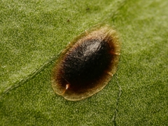 Lichtensia viburni