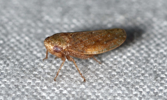 Paraphlepsius continuus