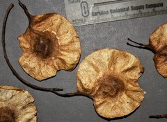 Pterocarpus rohrii